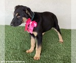 Small #1 Huskies -Rottweiler Mix