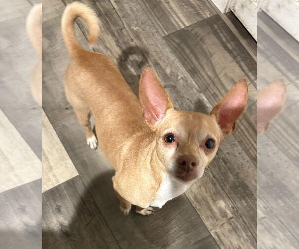 Medium Photo #1 Chihuahua Puppy For Sale in Mount Pleasant, SC, USA