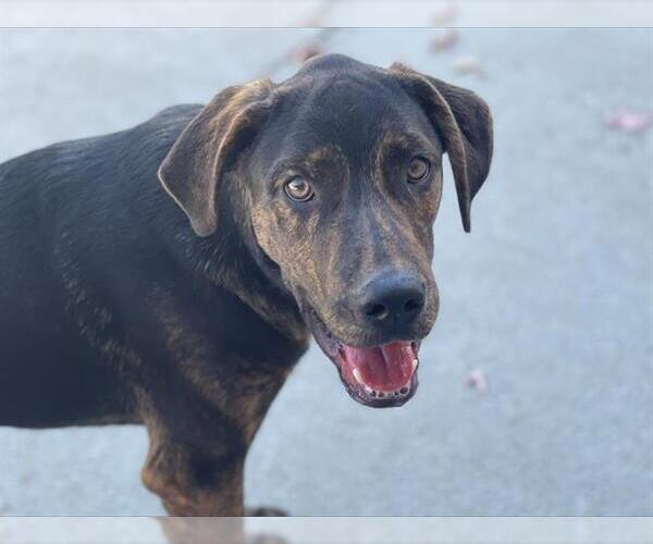 Medium Photo #2 Black and Tan Coonhound Puppy For Sale in Tulsa, OK, USA