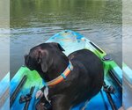 Small #2 Labrador Retriever-Staffordshire Bull Terrier Mix