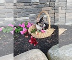 Puppy Milky way Pembroke Welsh Corgi