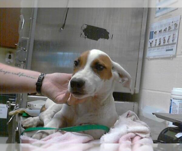 Medium Photo #1 Beagle-Unknown Mix Puppy For Sale in Fayetteville, NC, USA