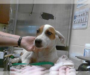 Beagle-Unknown Mix Dogs for adoption in Fayetteville, NC, USA