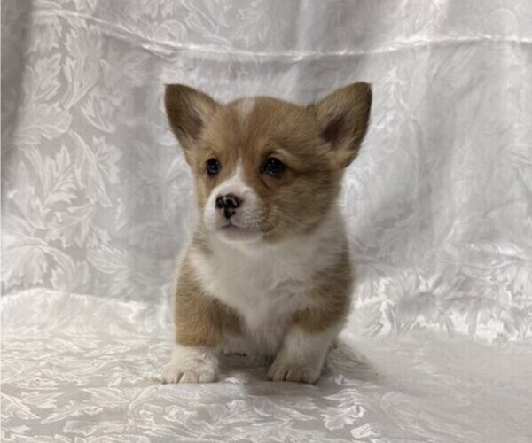 Medium Photo #1 Pembroke Welsh Corgi Puppy For Sale in STANLEY, WI, USA