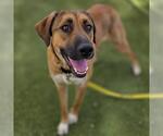 Small #1 German Shepherd Dog Mix