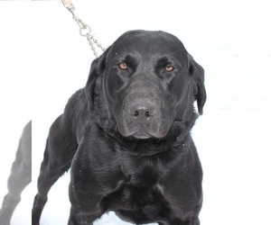 Father of the Labrador Retriever puppies born on 06/11/2026