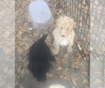 Small Poodle (Standard)