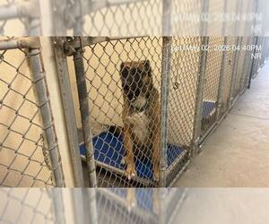 Mutt Dogs for adoption in Ocala, FL, USA