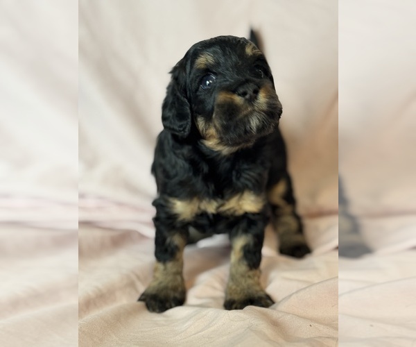 Medium Photo #14 Bernedoodle (Miniature) Puppy For Sale in LONGMONT, CO, USA