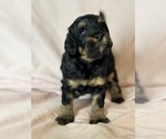 Venice - Female Bernedoodle (Miniature) Puppy for Sale - Photo #14
