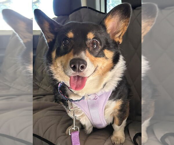 Medium Photo #2 Mutt Puppy For Sale in Denver , CO, USA