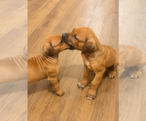 Medium Photo #9 Rhodesian Ridgeback Puppy For Sale in MADISON, GA, USA