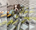 Puppy Topaz Boston Terrier
