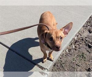 Chiweenie Dogs for adoption in Denver, CO, USA