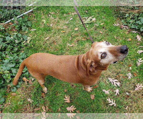 Medium Photo #7 Redbone Coonhound-Unknown Mix Puppy For Sale in Westminster, MD, USA