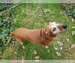 Small #6 Redbone Coonhound Mix