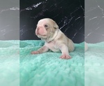 Small #10 Boston Terrier