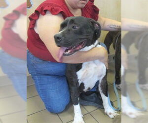 American Pit Bull Terrier Dogs for adoption in Ocala, FL, USA