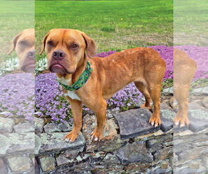 American Pit Bull Terrier-Unknown Mix Dogs for adoption in Westminster, MA, USA