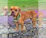 Small American Pit Bull Terrier Mix