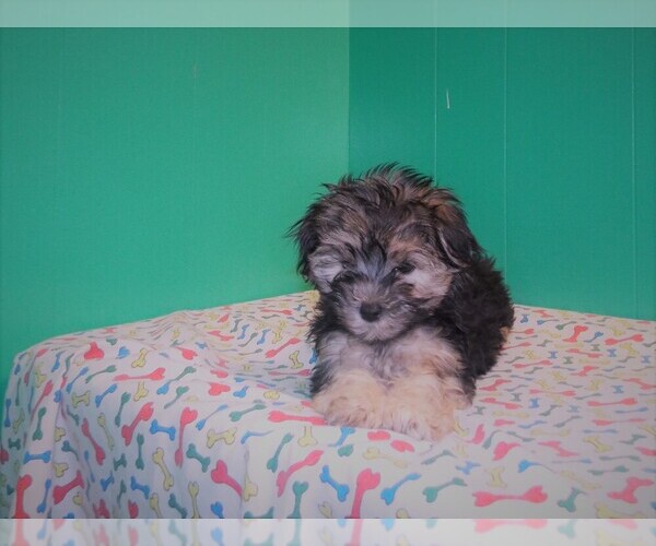 Medium Photo #3 Morkie Puppy For Sale in PATERSON, NJ, USA