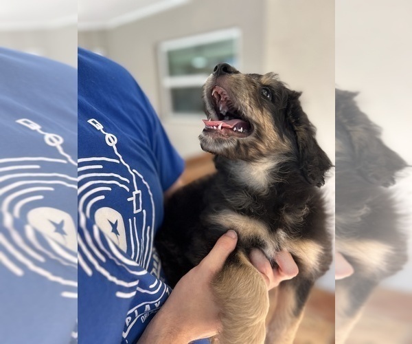 Medium Photo #82 Aussiedoodle Puppy For Sale in LONGWOOD, FL, USA