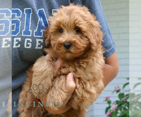 Medium Photo #5 Goldendoodle (Miniature) Puppy For Sale in NARVON, PA, USA