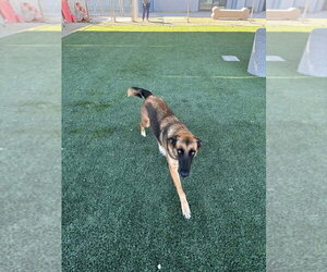 Sabrina Spellman NKA Leila in California - Female German Shepherd Dog-Unknown Mix Dog for Adoption - Photo #2
