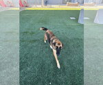 Small Photo #2 German Shepherd Dog-Unknown Mix Puppy For Sale in Imlay City, MI, USA