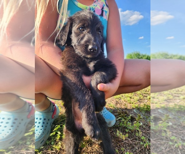 Medium Photo #3 Irish Wolfhound-Poodle (Standard) Mix Puppy For Sale in OMAHA, AR, USA