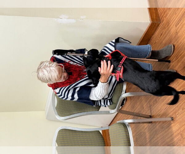 Medium Photo #6 Australian Kelpie-Labrador Retriever Mix Puppy For Sale in East Derry, NH, USA