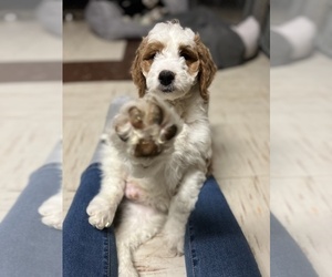 Goldendoodle Puppy for sale in SOUTH ORANGE, NJ, USA