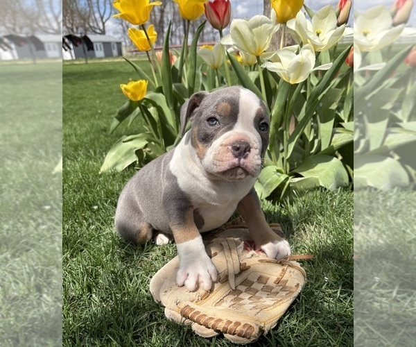 Medium Photo #3 American Bulldog Puppy For Sale in MIDDLEBURY, IN, USA