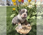 Small #2 American Bulldog