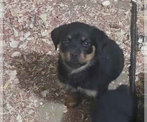 Rottweiler Puppy for sale in MADISON HEIGHTS, VA, USA