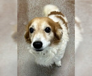 Mutt Dogs for adoption in Salinas, CA, USA