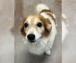 Small Mutt