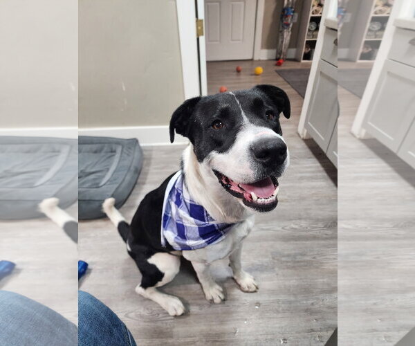 Medium Photo #2 Mutt Puppy For Sale in Emmett, ID, USA