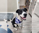 Small #1 Mutt