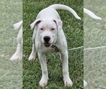 Puppy Angel American Bulldog