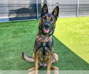 German Shepherd Dog Dogs for adoption in Orange, CA, USA