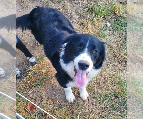 Medium Photo #1 Australian Retriever Puppy For Sale in FARMINGTON, MO, USA