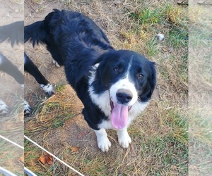 Australian Retriever Dog for Adoption in FARMINGTON, Missouri USA