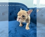 Small Photo #21 English Bulldog Puppy For Sale in SAN FRANCISCO, CA, USA