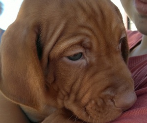 Vizsla Puppy for sale in ALPINE, TX, USA