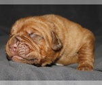 Puppy Puppy 1 Male Dogue de Bordeaux