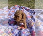 Small Photo #5 Poodle (Miniature) Puppy For Sale in LOXAHATCHEE, FL, USA