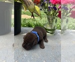 Small #6 Labrador Retriever