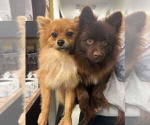 Pomeranian Dogs for adoption in Brooklyn, NY, USA