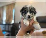 Small Photo #9 Australian Shepherd Puppy For Sale in HANOVER PARK, IL, USA